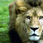 Picture of Bronx Zoo/Wildlife Conservation Park