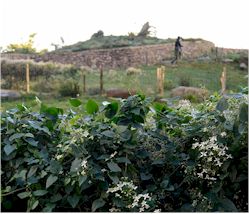 Picture of Irish Hunger Memorial
