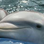 Picture of New York Aquarium
