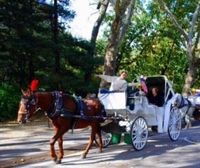 Best NYC Carriage Rides